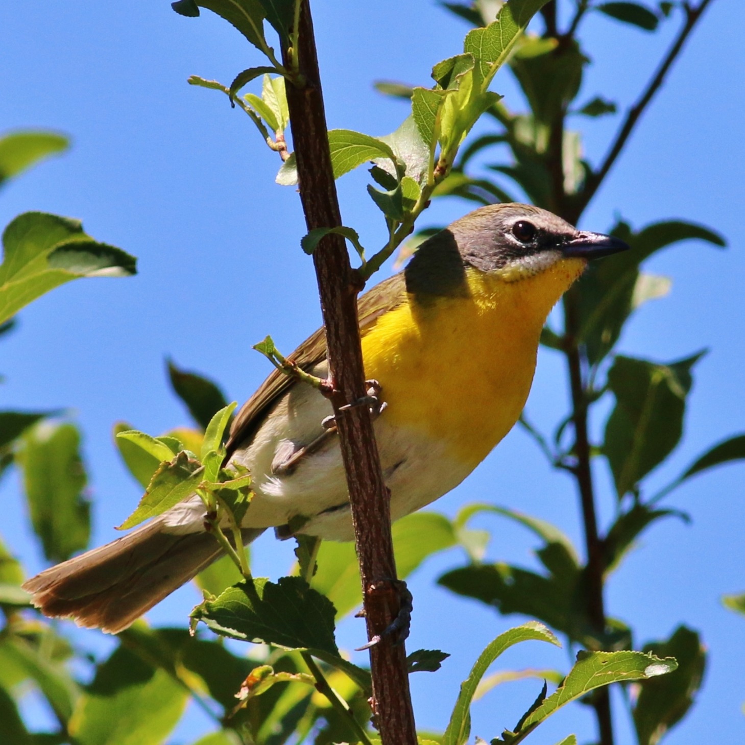 Yellowbreasted Chat Department of Biology CSUSB